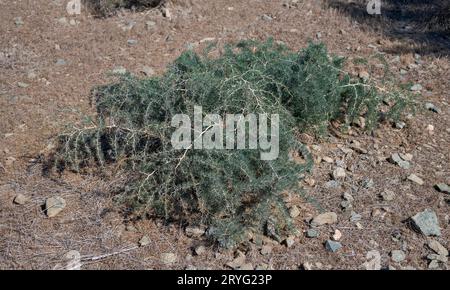 Asparagi albus. Foto scattata nell'isola di Tabarca, provincia di Alicante, Spagna Foto Stock