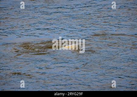 Carpa europea (Cyprinus carpio) Foto Stock