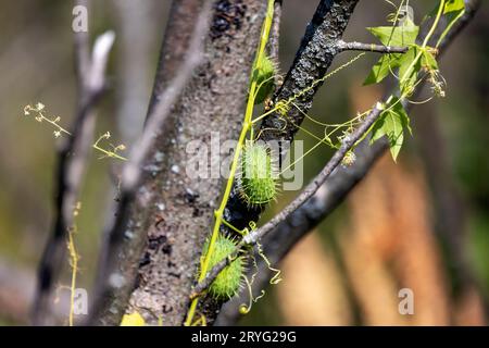 Cucumis anguria, comunemente noto come cetriolo di Maroon, cetriolo dell'India occidentale, maxixe, burr gherk Foto Stock