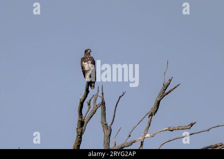 Giovane aquila calva (Haliaeetus leucocephalus) Foto Stock