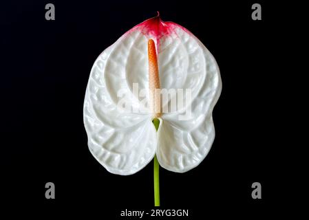 Fiore singolo Anthurium su sfondo nero, concetto di giardinaggio interno. Foto di alta qualità. Foto Stock