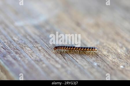 Il millipede della serra (Oxidus gracilis) Foto Stock