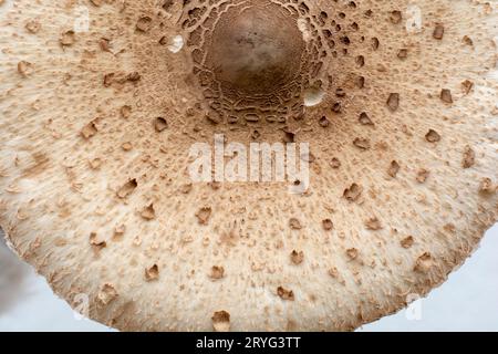 Cappuccio di fungo parasolo (Macrolepiota procera) . Primo piano. Dettaglio. Foto Stock