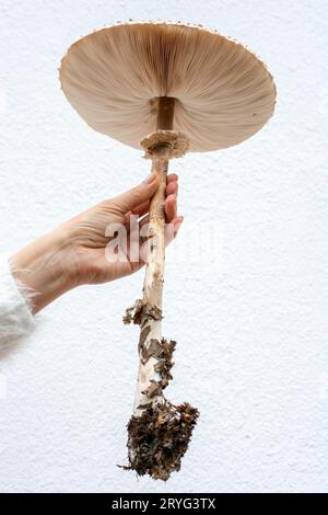 Donna che tiene in mano il fungo Parasol (Macrolepiota procera). Primo piano. Dettaglio. Foto Stock