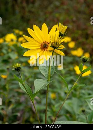 Fiori gialli del carciofo di Gerusalemme (Helianthus tuberosus). Fioritura di radice solare, girasole selvatiche, topinambur o orecchio Foto Stock