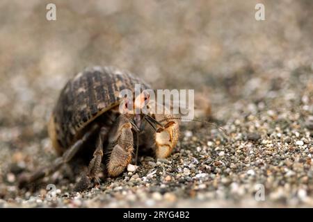 Granchio eremita ecuadoriano (Coenobita compressus) a piedi sulla spiaggia vicino a Puerto Jimenez, penisola di Osa, Costa Rica Foto Stock