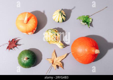 Varie zucche e foglie autunnali su sfondo grigio con ombre nitide. Vista dall'alto, base piatta. Foto Stock