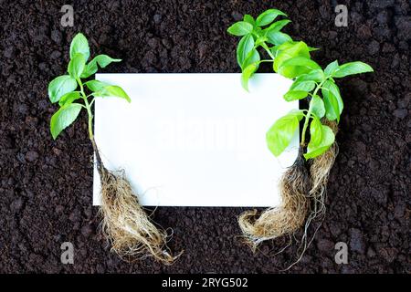 Un gruppo di giovani piantine di basilico, ognuna con radici lussureggianti e fiorenti, è disposto su un terreno fresco con un foglio di carta bianco, providin Foto Stock