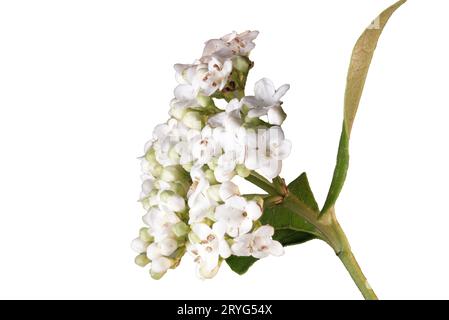 Kleiner Weißer Blütenzweig Foto Stock