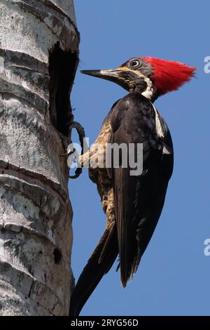 Picchi linati maschili nidificanti nella penisola di osa, Costa Rica Foto Stock