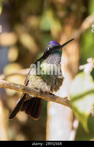 Colibrì dalla testa viola che si appollaiano su un ramo a San Gerardo de Dota in Costa Rica Foto Stock
