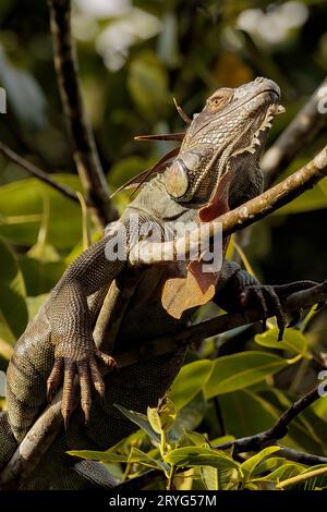 Iguana verde comune che riposa su un albero nel parco nazionale di Tortuguero, Costa Rica Foto Stock