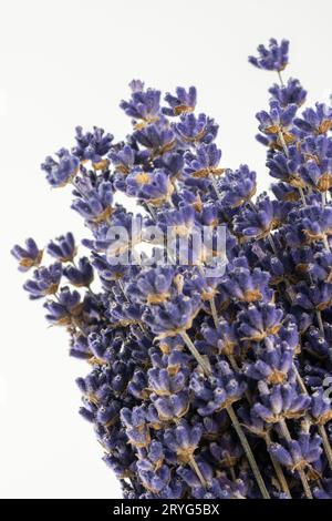 Bouquet di fiori di lavanda essiccata (Lavandula) isolato su fondo bianco. Foto Stock
