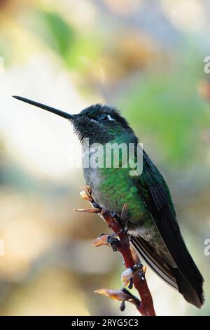 Colibrì dalla gola ardente arroccato su un ramo di San Gerardo de Dota in Costa Rica Foto Stock