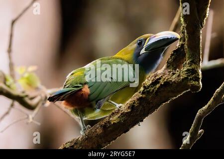 Emerald toucanet arroccato su una diramazione del rifugio faunistico di Curi Cancha, Costa Rica Foto Stock