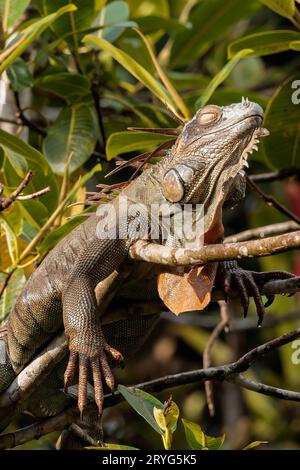 Iguana verde comune che riposa su un albero nel parco nazionale di Tortuguero, Costa Rica Foto Stock