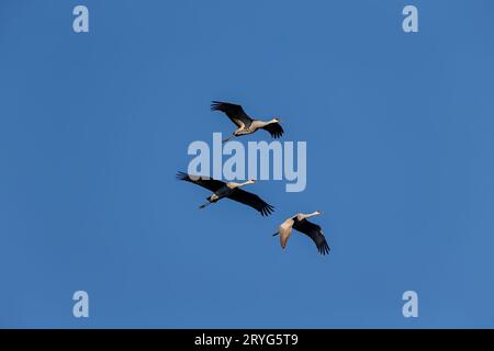 La gru Sandhill (Antigone canadensis) in volo Foto Stock