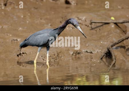 Piccolo airone blu che girovaga nel parco nazionale di Tortuguero, Costa Rica Foto Stock