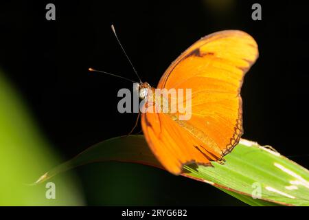 Farfalla Dryas Julia appollaiata su una foglia verde a Tortuguero, Costa Rica Foto Stock