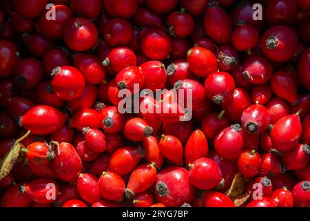 Fianchi di rosa appena raccolti. Bacche rosse di rosa canina (Rosa canina). Foto Stock