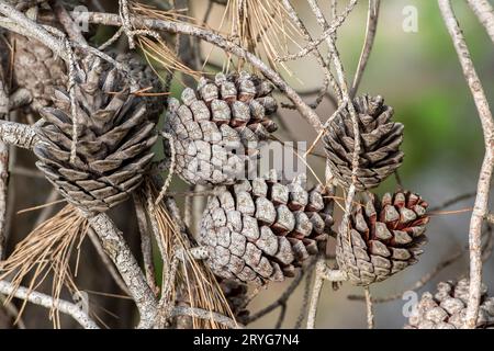 primi piani dei coni di abete su un albero. i coni di abete essiccati sono pronti a cadere da un albero nella stagione autunnale. Foto Stock