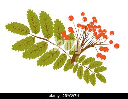 Rami di bacche di Rowan, albero di foresta di lamponi autunnale e autunnale con foglie, icona vettoriale isolata. Festività del Ringraziamento e vendemmia autunnale di Illustrazione Vettoriale