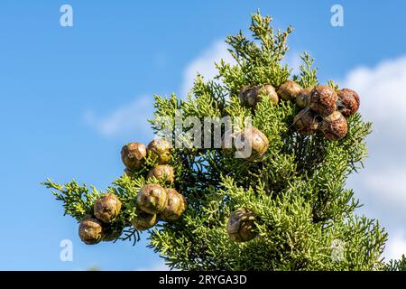 Coni di conifere sempreverdi Cupressus sempervirens su un cipresso sull'isola greca di zante o zante in grecia Foto Stock