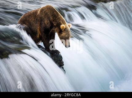 Orso bruno in piedi sulle Brooks Falls, in attesa che il salmone salti sulle cascate. Katmai National Park. Alaska. Foto Stock