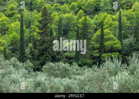 immagine astratta di cipressi e uliveti con sfondo contrastante, Foto Stock