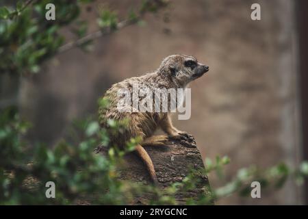 Meerkat seduto su un tronco d'albero in uno zoo in germania Foto Stock