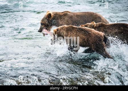 La madre dell'orso bruno se ne va con il salmone in bocca, i suoi due cuccioli corrono verso di lei. Cascate Brooks nel Katmai National Park. Alaska. Foto Stock