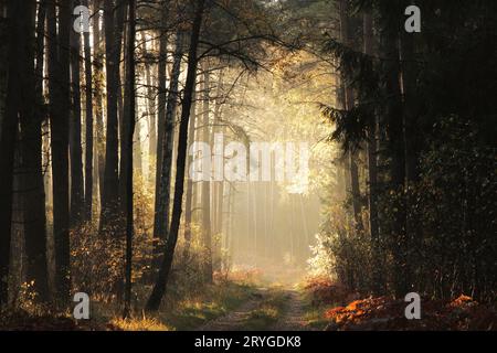 Percorso attraverso la foresta di autunno Foto Stock