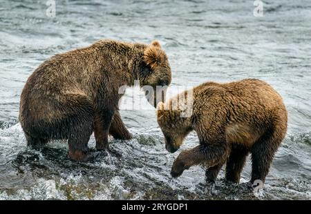 Cuccioli di orso bruno che giocano nel fiume Brooks nel parco nazionale di Katmai. Alaska. USA. Foto Stock