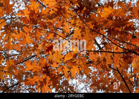 Foglie rosse di quercia rossa settentrionale (Quercus rubra) in autunno. Quercia rossa caduta fogliame in primo piano. Foto Stock
