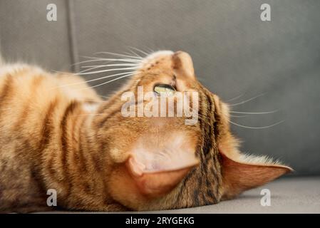 Primo piano della testa di un simpatico gatto del Bengala. Foto Stock