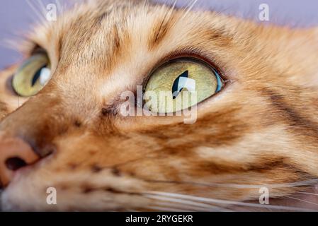 Museruola e occhi di un gatto del Bengala da vicino. Foto Stock