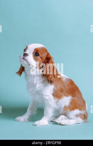 L'affascinante cucciolo di due mesi Cavalier King Charles Spaniel color Blenheim è seduto in studio su sfondo blu con la testa in alto. Riproduzione e reari Foto Stock