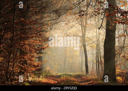 Percorso attraverso la foresta di autunno Foto Stock