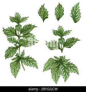 Acquerello balsamo al limone illustrazione ramoscello di menta . Set di erbe disegnate a mano di foglie di menta e pianta di balsamo al limone isolata su dorso bianco Foto Stock