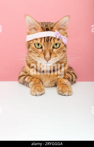 Adorabile gatto del Bengala con bordo rosa sullo sfondo. Foto Stock