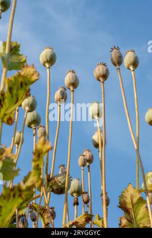 Il seme di papavero (papaver somniferum) si testa in estate. La pianta è anche conosciuta come Breadseed o papavero di Opium. Foto Stock