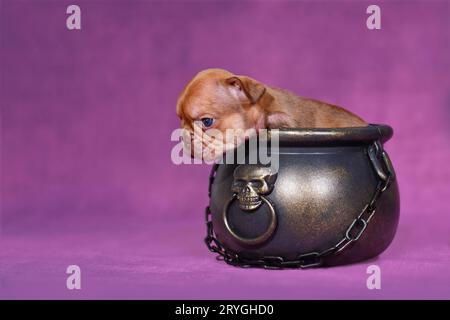 Cucciolo di cane Bulldog francese Choco Red nel calderone della strega di Halloween su sfondo viola Foto Stock