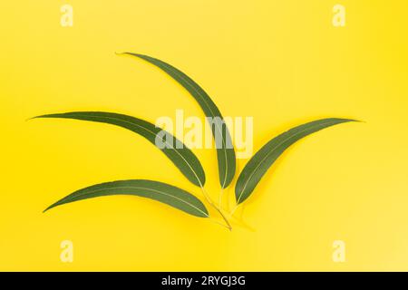 Foglie di eucalipto isolate su sfondo giallo Foto Stock