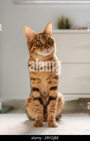 Un bel gatto del bengala sul pavimento della casa. Foto Stock