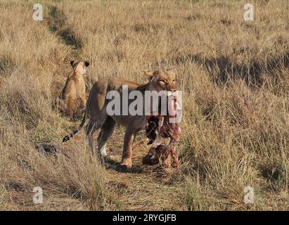 Questa leonessa era con 2 grandi cuccioli lontano da ogni orgoglio che si nutriva di un'antilope uccisa. Foto Stock