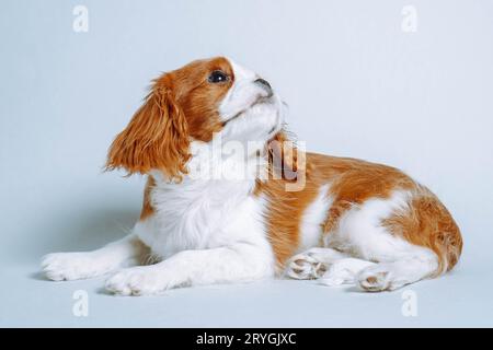 Cuccioli puri. Il cucciolo di due mesi Cavalier King Charles spaniel giace in studio su sfondo blu con la testa in alto. Allevamento e allevamento di cuccioli Foto Stock