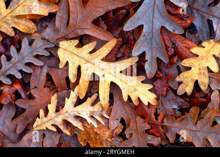 Foglie di quercia pirenana (Quercus pyrenaica) cadute a terra. Foto Stock