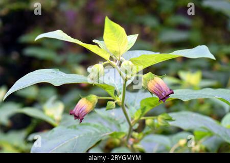 Particolare del fiore belladonna (Atropa belladonna) una specie tossica e medicinale. Foto Stock