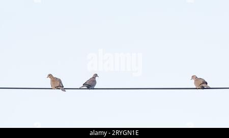 Tre piccioni si siedono su un filo e guardano Foto Stock