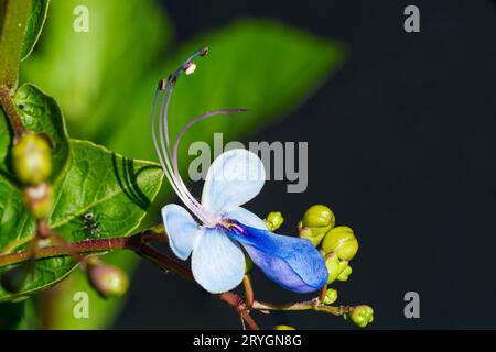 Fioritura di fiori di Bush a farfalla. Foto Stock